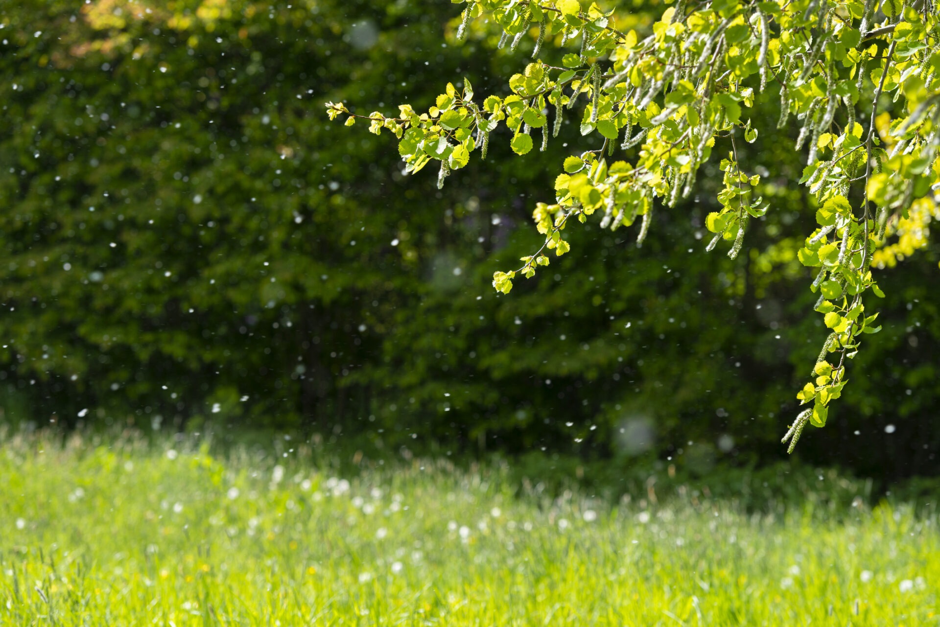 Sunlight filters through fresh green leaves with raindrops sparkling in the air, against a backdrop of trees and a lush grassy field.
