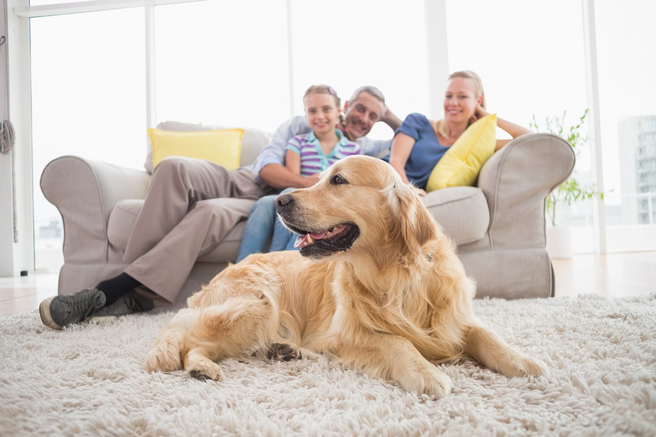 A golden retriever lies on a fluffy carpet in a bright room, with three smiling people lounging comfortably on a couch behind it.
